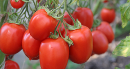 Lai tomātu ražošanas laiks būtu pēc iespējas ilgāks, tomātus vairākas reizes ieteicams miglot ar borskābi, kā arī laikus jāgalotņo garie stādi.