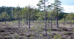 Ja, apsekojot purvu teritoriju, tiks secināts, ka purva atjaunošana ir iespējama, tiks meklēti labākie risinājumi, kā to izdarīt, norāda LVM.