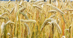 Populārā rudzu šķirne 'Kaupo'.