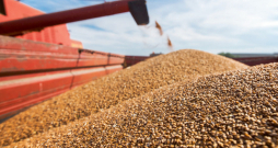 Tikko nokulti graudi, kaut arī sausi, bieži vien nav ilgstoši uzglabājami.