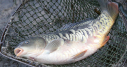 Latvijas bioloģiskie zivju audzētāji galvenokārt audzē karpas (attēlā) kopā ar dažādām citām sugām – līņiem, forelēm, līdakām, karūsām, zandartiem.