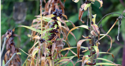 Lilijas saslima ar 'Botrytis cinerea' izraisīto pelēko puvi, visticamāk, kad iestājās vēss un lietains laiks.