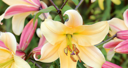 Lilijas. Ilustratīvs attēls.