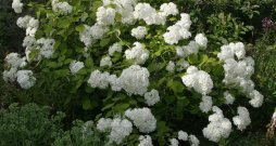 Hortenzija.