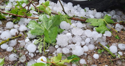 Šādi krusas gabali 7. augustā krituši Irlavā.