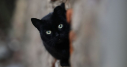 Ilustratīvs attēls Ilustratīvs attēls