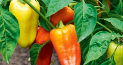 Paprika. Ilustratīvs attēls. Paprika. Ilustratīvs attēls.