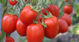 Tomāti. Ilustratīvs attēls.