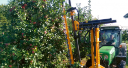 Vainaga ierobežošana ar izkapts veida kontūrgriezēju šķirnei 'Auksis' uz vidēja auguma potcelma 20 gadu vecām ābelēm Dobelē. Vainaga ierobežošana ar izkapts veida kontūrgriezēju šķirnei 'Auksis' uz vidēja auguma potcelma 20 gadu vecām ābelēm Dobelē.