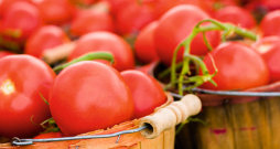 Tomātu laiks.