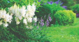 Dārzos astilbes vislabāk izksatās jauktajās ziemciešu dobēs. Dārzos astilbes vislabāk izksatās jauktajās ziemciešu dobēs.