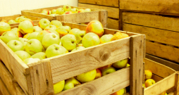Neatkarīgi no tā, vai dārzeņu un augļu produkciju glabā konteineros, kastēs vai sabērumā, pirms produkcijas ievešanas rūpīgi jāiztīra grīda, ventilēšanas kanāli.