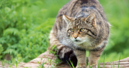 Skotijas savvaļas kaķis (Felis Silvestris Grampia).