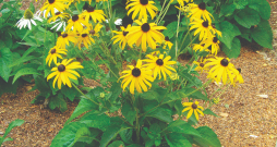 Salivena rudbekija 'Goldsturm'. 
