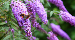 Jo saulainākā vietā budlejas stādītas, jo labāk tās augs un skaistāk ziedēs. Jo saulainākā vietā budlejas stādītas, jo labāk tās augs un skaistāk ziedēs.
