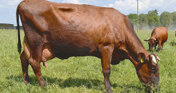 Latvijas brūnā govs. Šķirnes govju izcelsmes pamatā ir Latvijas Brūnās šķirne, kas nedaudz satur Dānijas Sarkanās un Angleras šķirni.