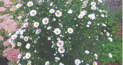 Jaunbeļģijas ziemastere "Magic White'. 