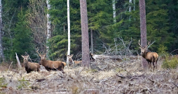 Cik ir bijis dzirdēts par gadījumiem, kad raidīts šāviens uz briežu bulli, kuram ragu vai raga galā nav kroņa, bet gan divi dakšveida žuburi, bet, kad pieiet dzīvniekam klāt, tad atklājas, ka bijis arī trešais žuburs. 