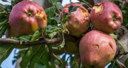 Ja ziemas ābolus sasitusi krusa un uz tiem redzami nekrotizējušies audu pleķīši, nav vērts tos likt glabātavā ziemai.