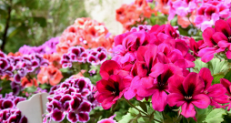 Pelargonijas.