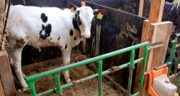Teļam no piedzimšanas līdz divu mēnešu vecumam svaru vajadzētu vismaz dubultot. Teļam no piedzimšanas līdz divu mēnešu vecumam svaru vajadzētu vismaz dubultot.