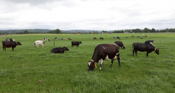 Govis, ilgstoši atrodoties karstumā, nespēj sevi atdzesēt, sāk celties ķermeņa temperatūra un rodas virkne nopietnu veselības problēmu. Govis, ilgstoši atrodoties karstumā, nespēj sevi atdzesēt, sāk celties ķermeņa temperatūra un rodas virkne nopietnu veselības problēmu.