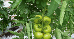 Pareizi izveidots ķekars.