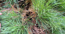 Kalnu priedītes vecās skujas sabirst vainaga vidū. Kalnu priedītes vecās skujas sabirst vainaga vidū.