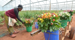 Rožu audzēšana gājusi mazumā ne tikai Latvijā, bet arī citviet Eiropā, pat Nīderlandē, kas izsenis pazīstama kā puķu lielvalsts. Attēlā: Āfrikas valstī Zambijā strādniece siltumnīcā gatavo rozes sūtīšanai uz Eiropu.