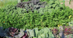 Kale kāposti dobes vidū.