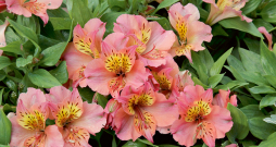 ‘Zavina’.