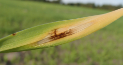 Miežu lapu tīklplankumainība rudenī.