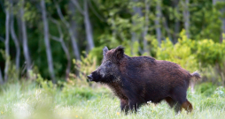 ĀCM vīruss ir ļoti dzīvotspējīgs apkārtējā vidē. Īpaši zemā gaisa temperatūrā