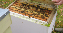 Iesācējiem biškopībā ieteicams izvēlēties Bakfāstas šķirnes bites, jo tās ir mierīgas.