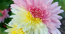 Mārtiņrozēm pēkšņi var parādīties citas krāsas ziedi.