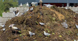 Uzņēmuma "Getliņi EKO" jaunajā bioloģiski noārdāmo atkritumu pārstrādes kompleksā vislabāk redzams, kas no solītā bioloģiski pārstrādājamā iepakojuma divu mēnešu fermentēšanas procesā sadalās un kas – nē.