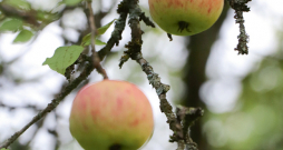 Ja apaugums ir arī uz mazākiem zariem, tas liecina par pārlieku mitrumu koka vainagā Ja apaugums ir arī uz mazākiem zariem, tas liecina par pārlieku mitrumu koka vainagā