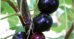 Šķirne 'Lentjai'. Šķirne 'Lentjai'.