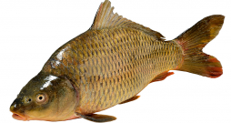 Zivis ir lielisks olbaltumvielu, mikroelementu, vitamīnu, omega-3 taukskābju avots.