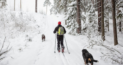 Pēdējā laikā slēpošanas pārgājieni dabā kļūst arvien populārāki.