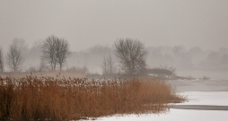 Ziema, migla, atkusnis.