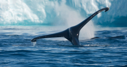 Par absolūto ilgdzīvošanas rekordistu jāuzskatot Grenlandes valis, kuram daba esot paredzējusi 268 gadus ilgu mūžu!