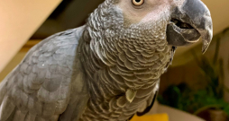 Āfrikas pelēkais papagailis
Grāfs ir komunikabls, draudzīgs un
vienmēr vēlas atrasties līdzās saviem mīļajiem.
