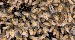 Iesācējam biškopim nevajadzētu izvēlēties bites, kurām ir pārāk strauja attīstība – nedodot gana daudz darba, tās sāks spietot. 