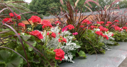 Stādījumā izmantotas trīs vasaras puķes. Ziedošās pelargonijas lieliski papildina krustaines un graudzāles, kas ir stabili dekoratīvas citādi – ar lapu krāsu un formu.
