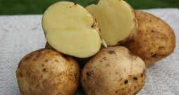 Šķirne 'Vineta'.