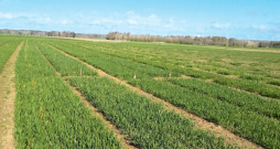 Ziemas kviešu izmēģinājuma lauks.