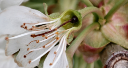 Salnās bojātie saldo ķiršu ziedi.