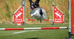 Adžiliti sporta veids piemērots visu vecumu un šķirņu suņiem, arī sportiskajam papilonam.
