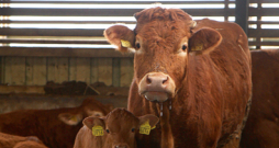 Izbarojot govīm rupjo lopbarību, var sasniegt augstākus izslaukumus, nekā lietojot koncentrātus.